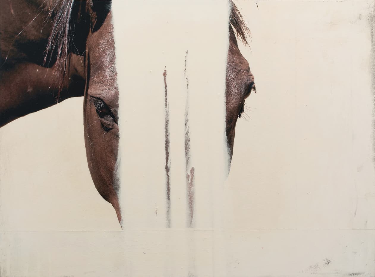 reveal, paint, photo, explore, horse