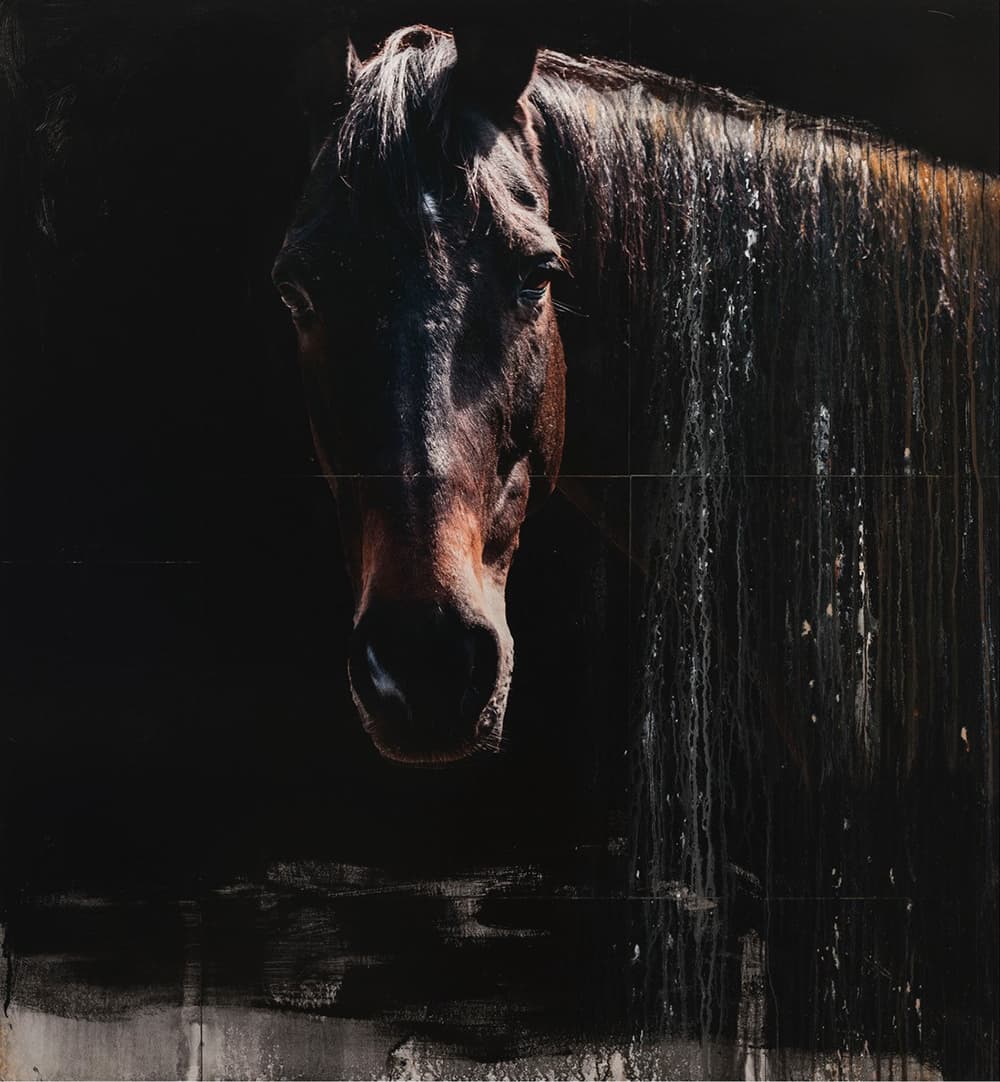 pony, personality, light, photo, brown