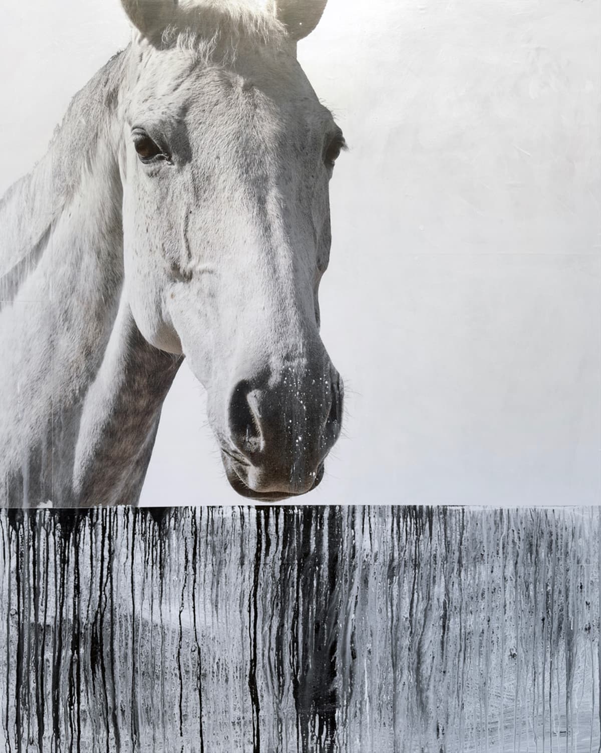 pony, personality, light, photo, brown