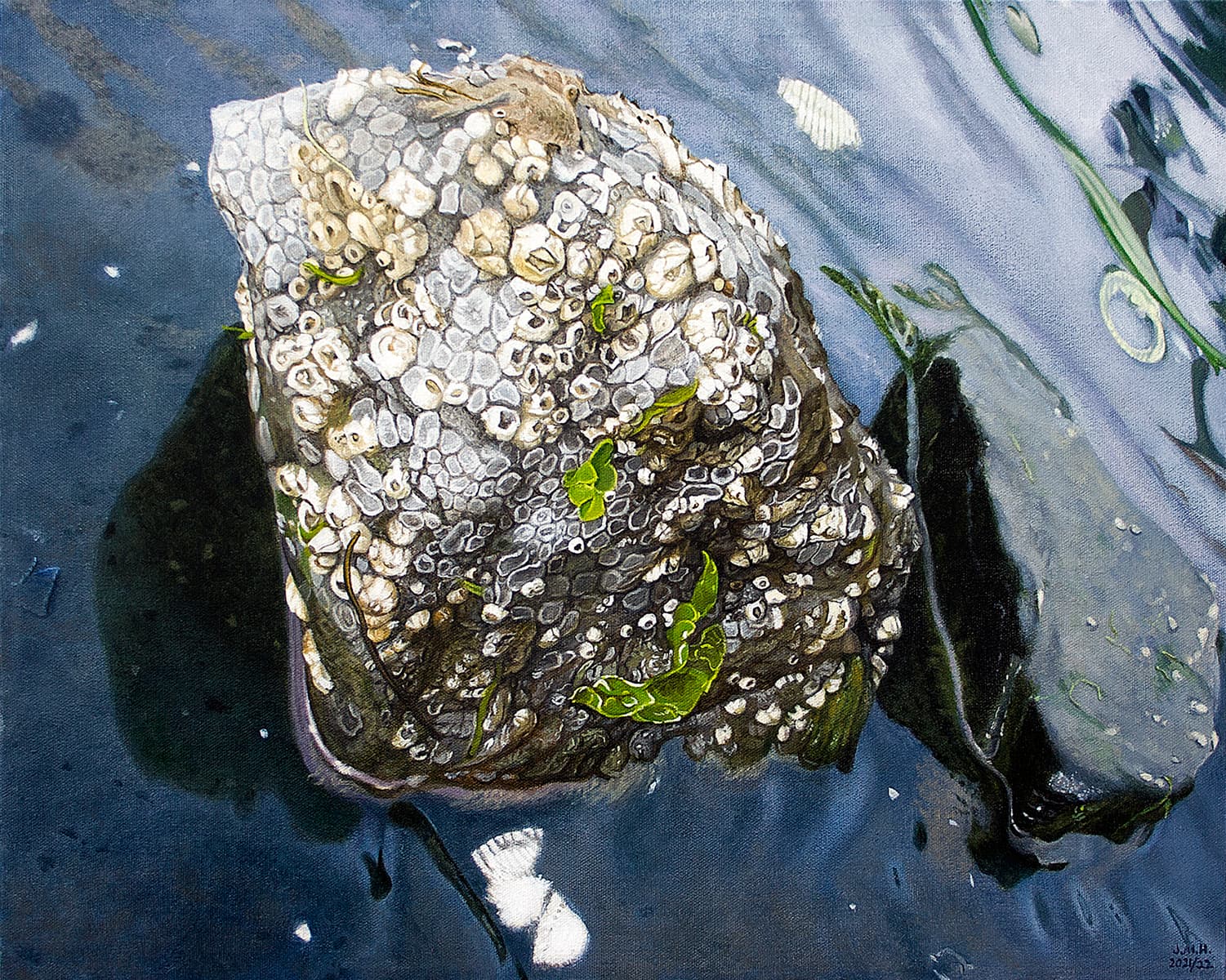 Haida Gwaii, realism, Queen Charlotte Islands, artist residency, barnacles