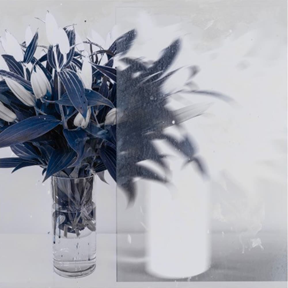 blossom, flower, floral, still life, black and white, shades, shadows, drama