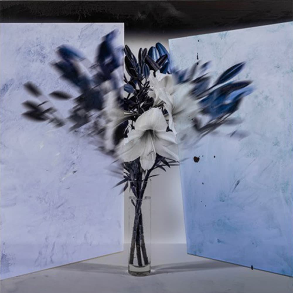 blossom, flower, floral, still life, black and white, shades, shadows, drama