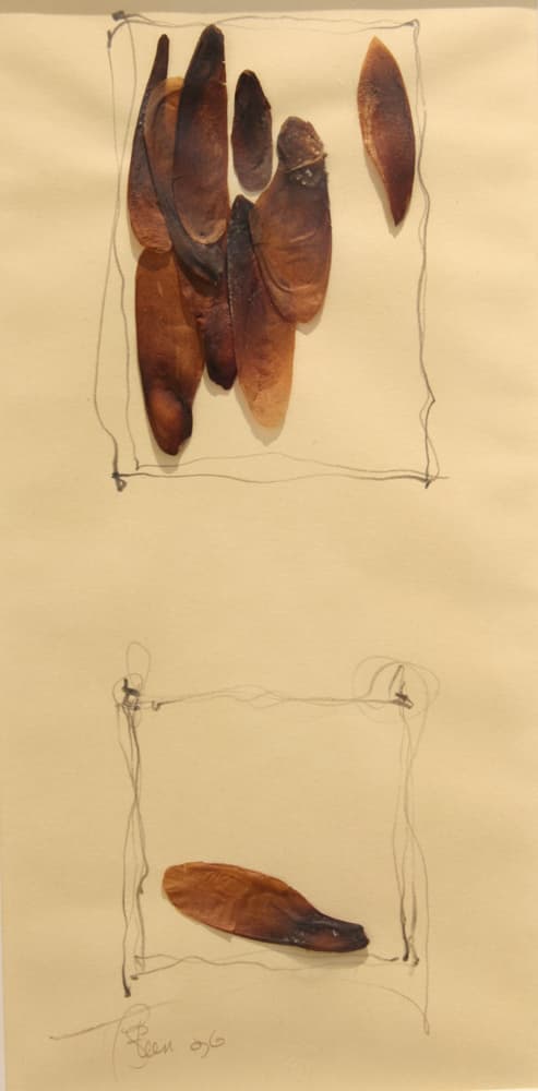 Calgary, abstract, mixed media, drawing, bark, nature, landscape, hidden, leaves, wasps