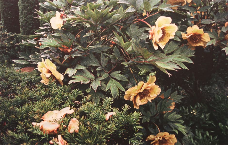 jennifer dickson, photography, etching, royal academy, roses, flowering, detail, Canadian art, spring